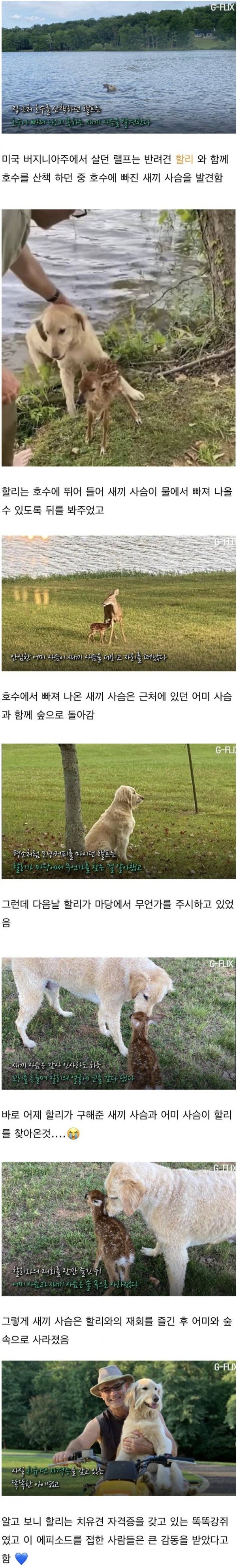 자신을 구해준 개를 찾아온 아기 사슴